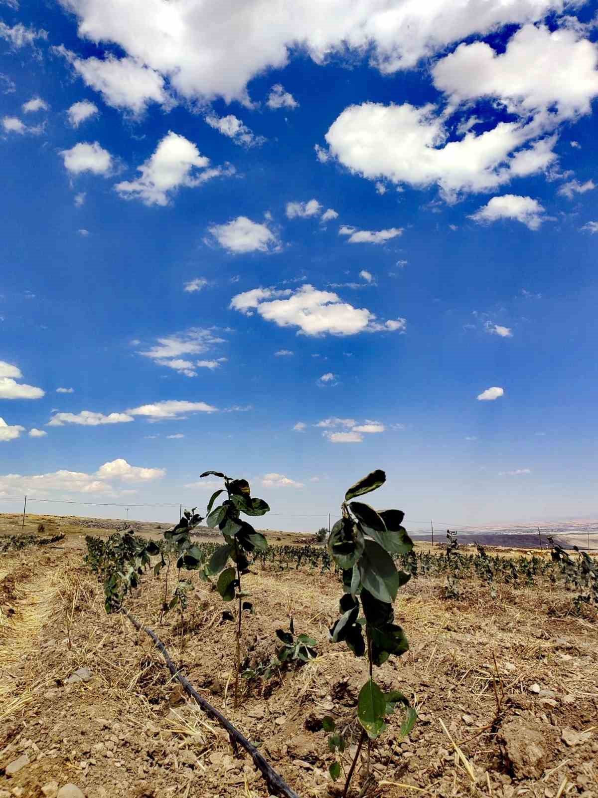 Niğde’de Tıbbi Aromatik Bitki Yetiştiriciliği Demonstrasyon Projesi hayata geçiyor
