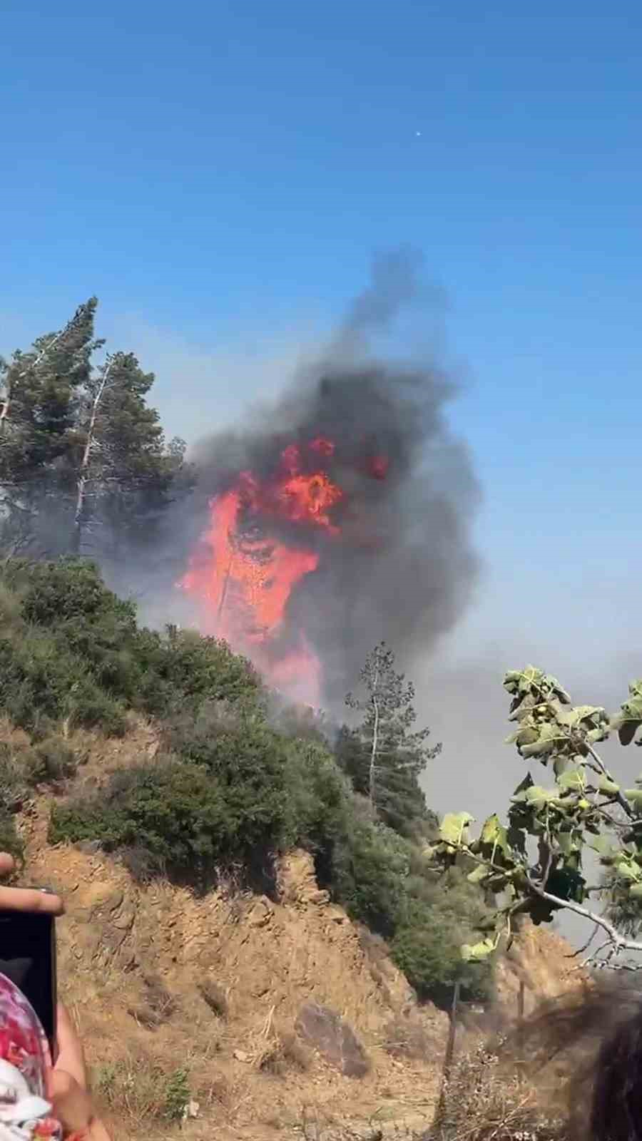 Hatay’da orman yangını
