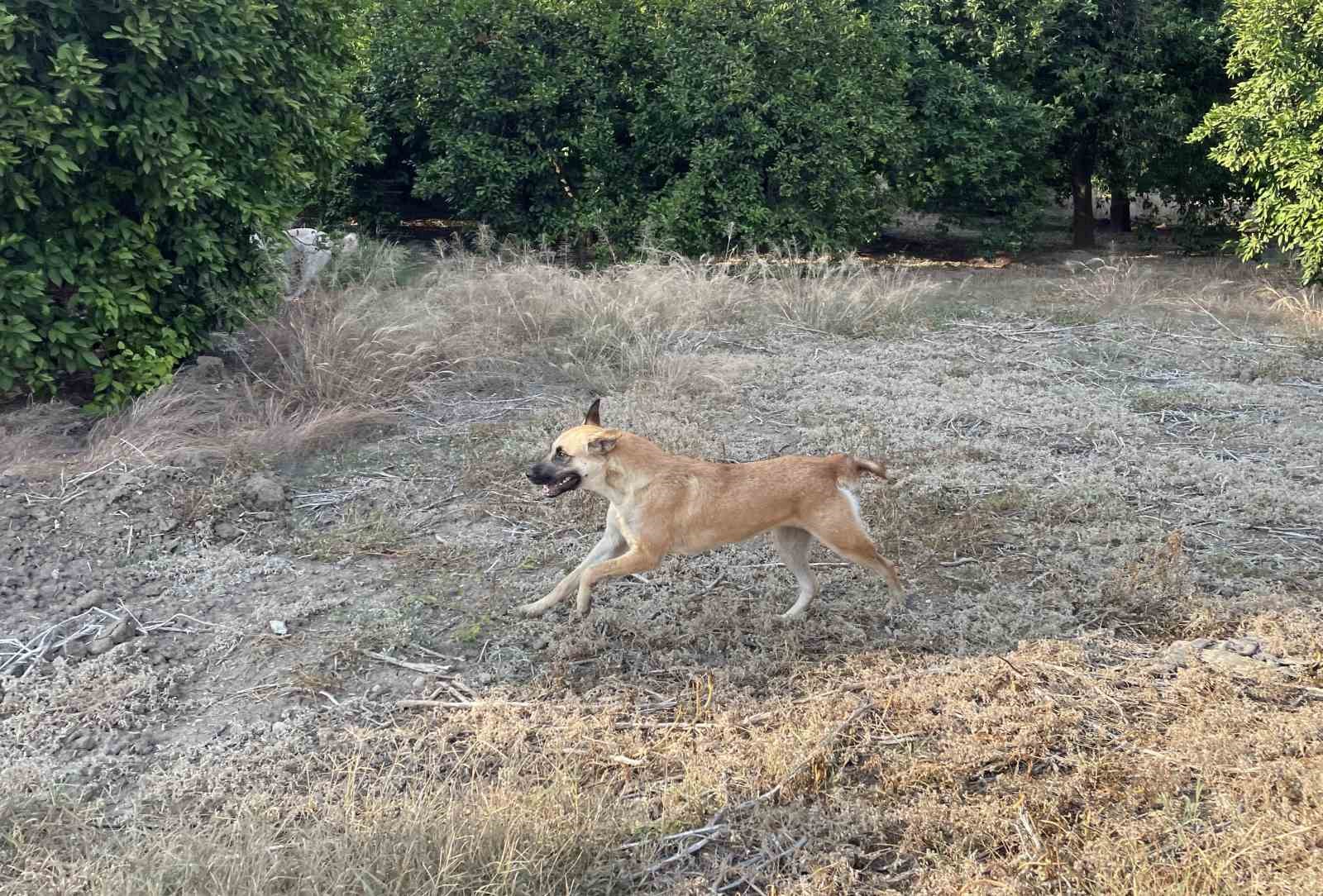 Köpeklerin çocuğu yaraladığı bahçede başıboş köpekler hala duruyor
