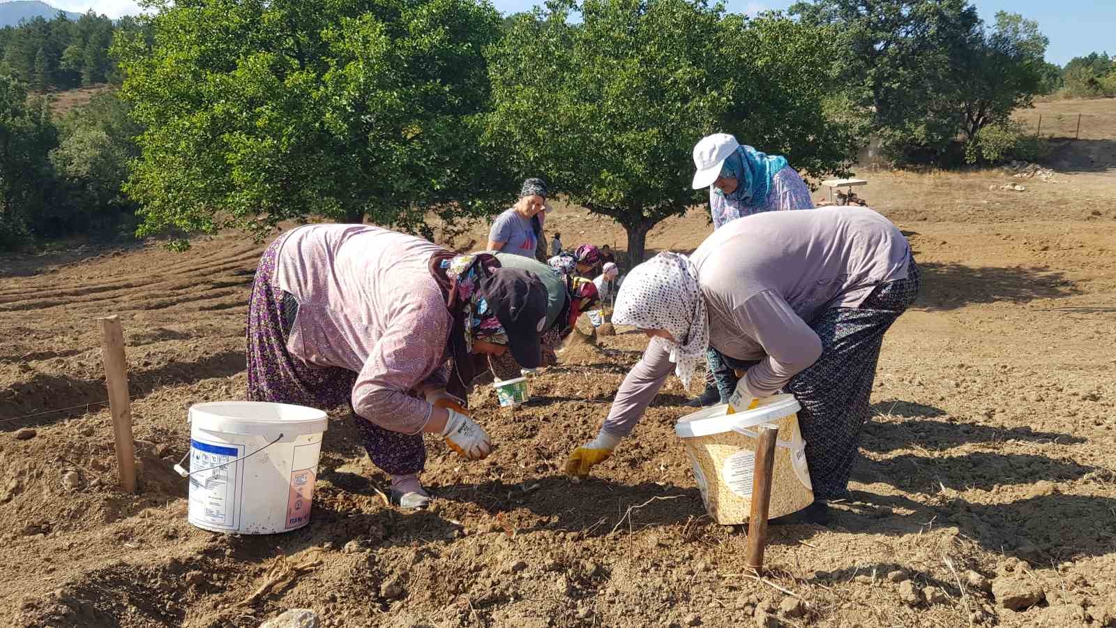 &quot;Dünyanın en pahalı baharatı&quot; toprakla buluşturuldu