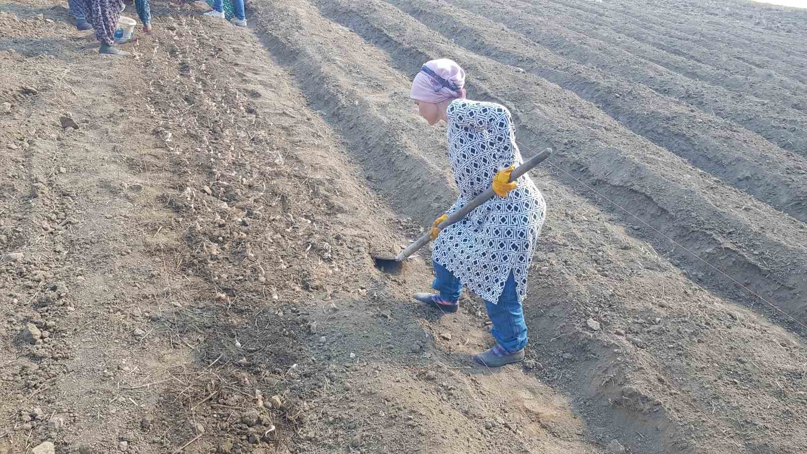 "Dünyanın en pahalı baharatı" toprakla buluşturuldu
