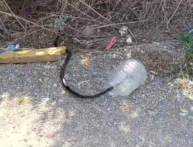İtfaiye ekipleri evde yakaladıkları karayılanı doğaya bıraktı
