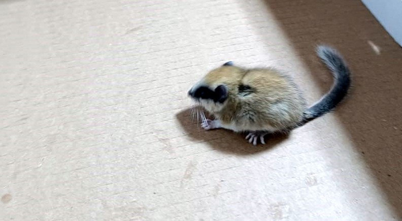 G&ouml;r&uuml;lmesi en zor canlılardan yediuyur Erzincan&rsquo;da g&ouml;r&uuml;nt&uuml;lendi
