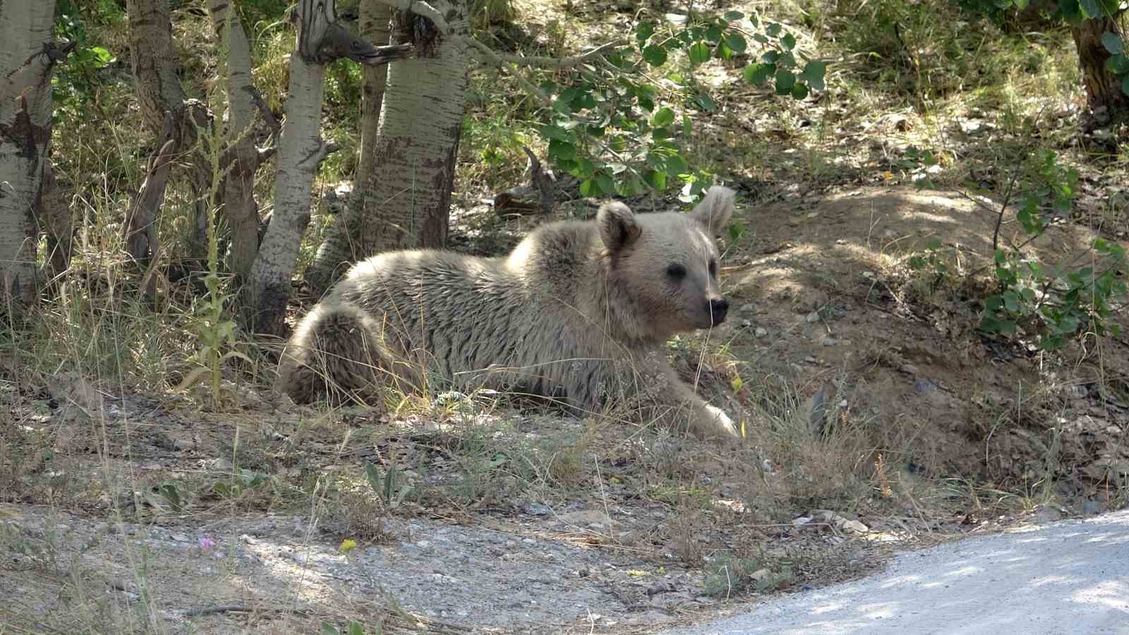 Nemrut&rsquo;un ayıları vatandaşların ilgi odağı olmaya devam ediyor
