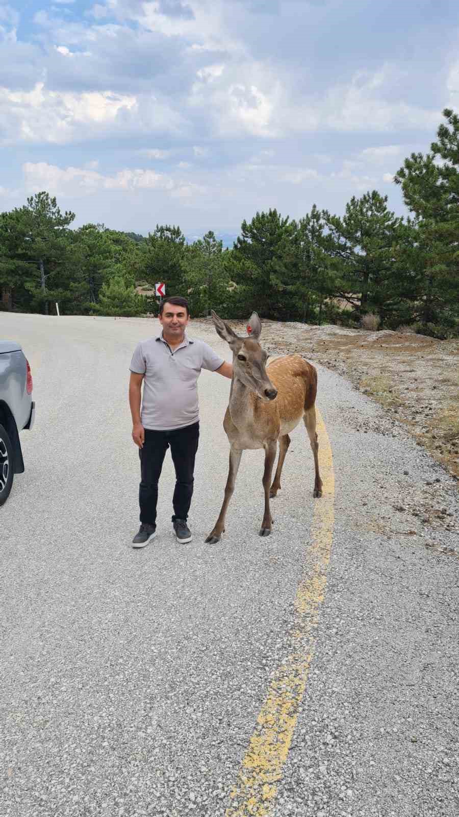 Salda G&ouml;l&uuml; &ccedil;evresine bırakılan kızıl geyiklerin yavrusu beslenirken g&ouml;r&uuml;nt&uuml;lendi
