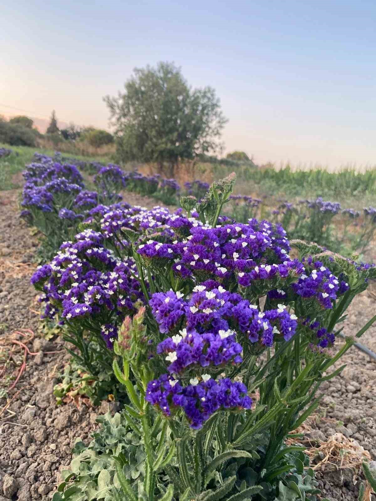 &Ccedil;OM&Uuml; ile Yeşeren Hanımeli Projesi: &Ccedil;anakkale&rsquo;nin İlk S&uuml;s Bitkileri Hasat İ&ccedil;in G&uuml;n Sayıyor
