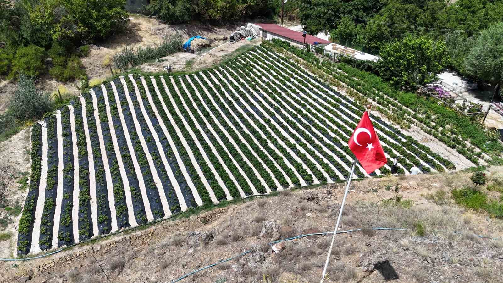 Almanya’dan öğrendiği sırlarla organik çilek üretiyor
