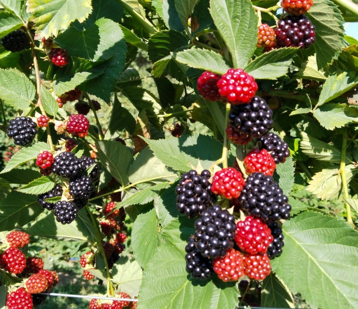 Erzincan&rsquo;da b&ouml;ğ&uuml;rtlen hasadı başladı
