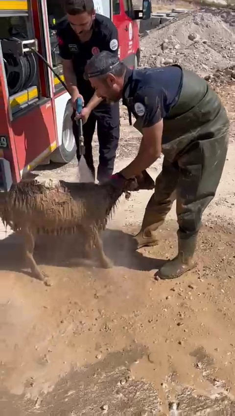 Alt yapı kanalına düşen keçi kurtarıldı