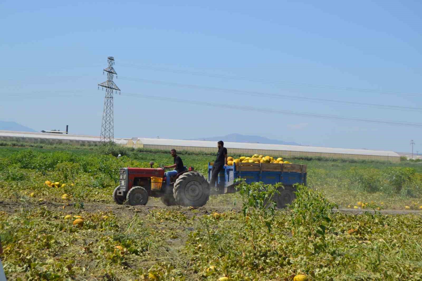 Üretici 600 ton kavun ve karpuzu ücretsiz dağıttı, duyan tarlaya akın etti 