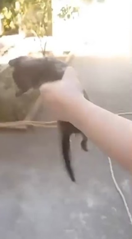 Yavru kedileri süpürge sapıyla öldüren şahıs tutuklandı