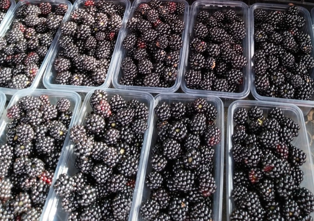 B&ouml;ğ&uuml;rtlen kanser başta olmak &uuml;zere bir&ccedil;ok derde deva!
