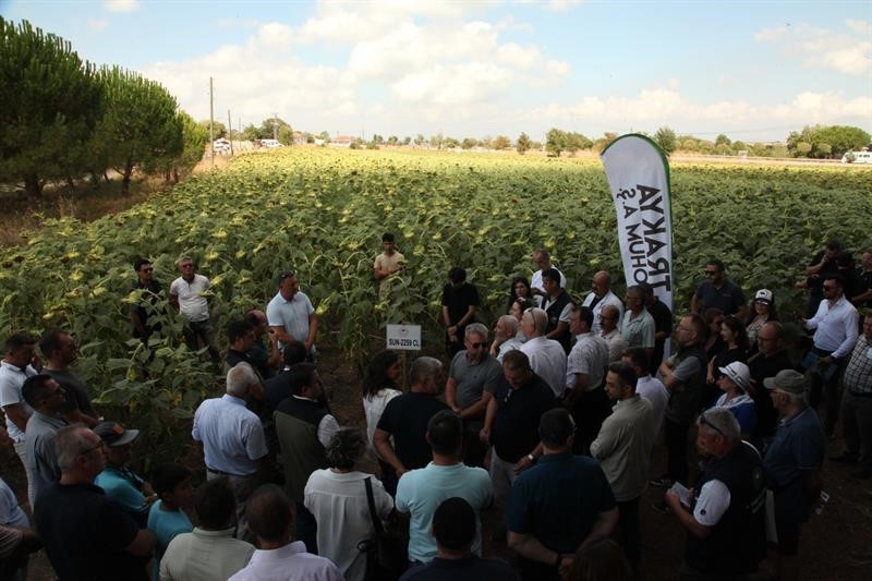 Çanakkale’de yerli ve milli ayçiçeği hasadı başladı