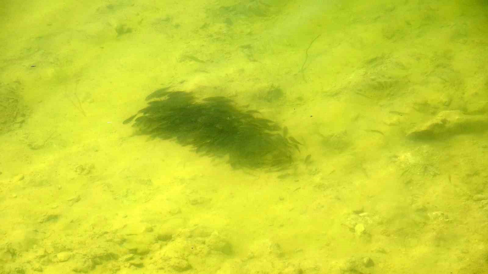 Çanakkale’de baraj ve göletlere 1 milyon 750 bin sazan yavrusu bırakıldı