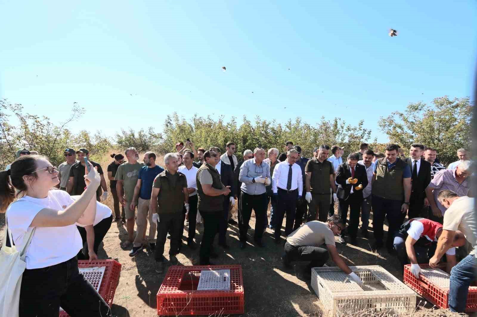 Tekirdağ&rsquo;da 300 adet &ccedil;il keklik doğaya salındı
