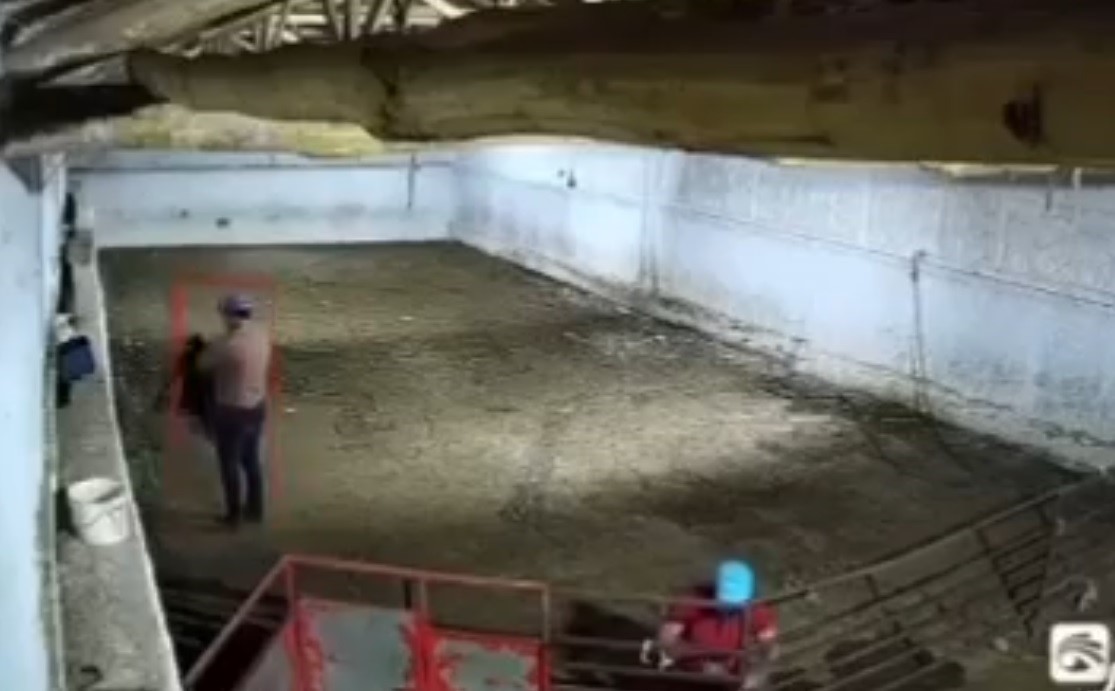 Rahat tavırlı koyun hırsızları kamerada
