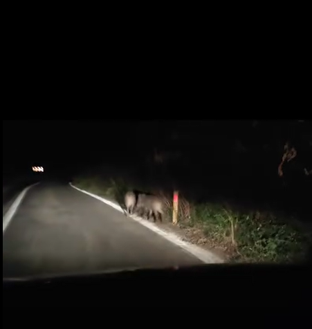 Yalova’da domuzlar kara yoluna indi
