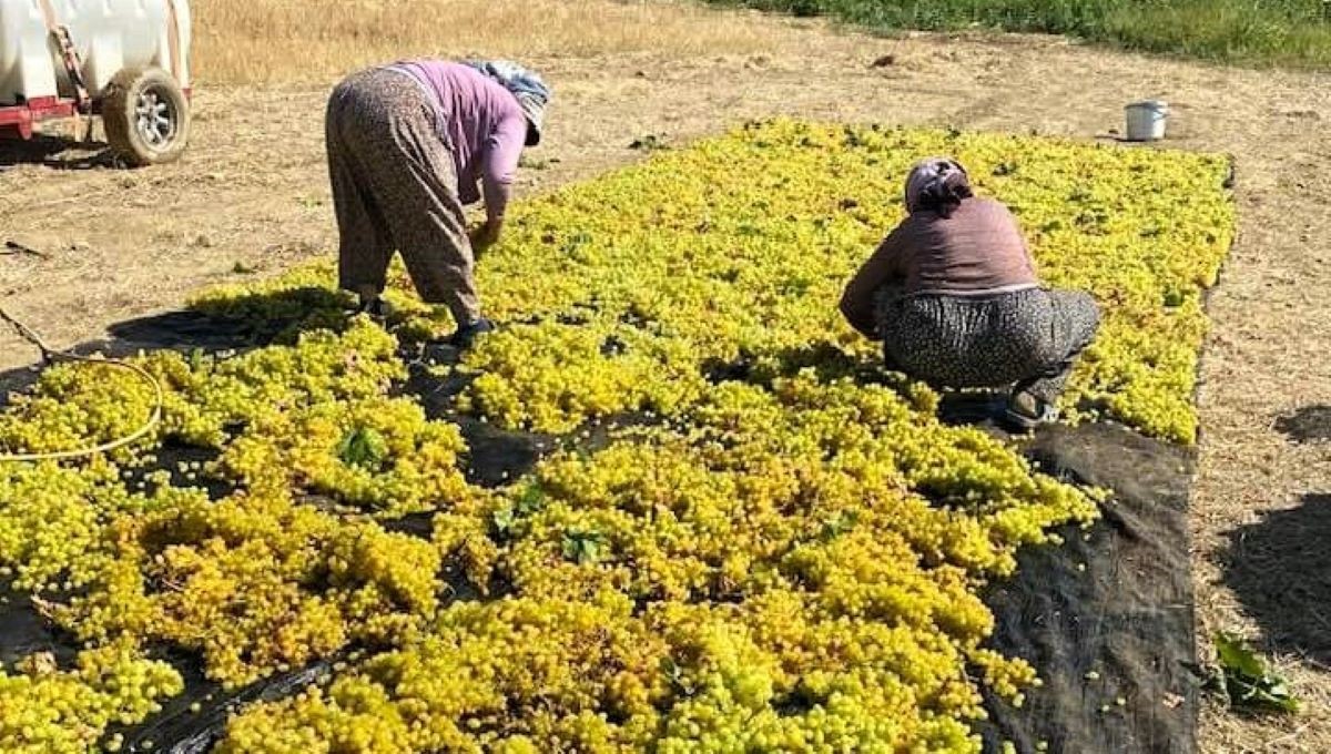 Sarıgöl’de üzüm kurutma çalışmaları başladı