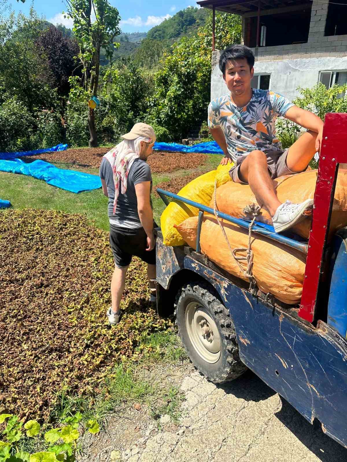 Japonya’dan ticaretini yaptığı fındığı tanımak için Giresun’a gelip fındık topladı
