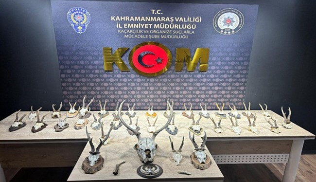 Karaca ve geyik trofesi kaçakçılığı operasyonu