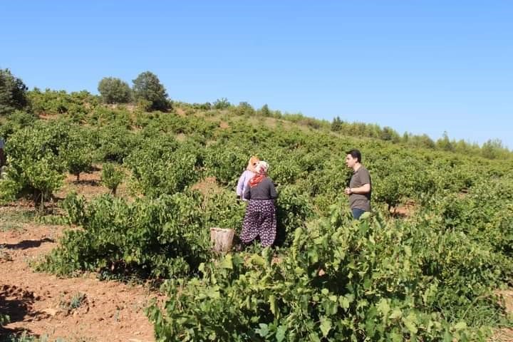 K&uuml;resel ısınma Denizli&rsquo;de &uuml;z&uuml;m hasadını erken başlattı
