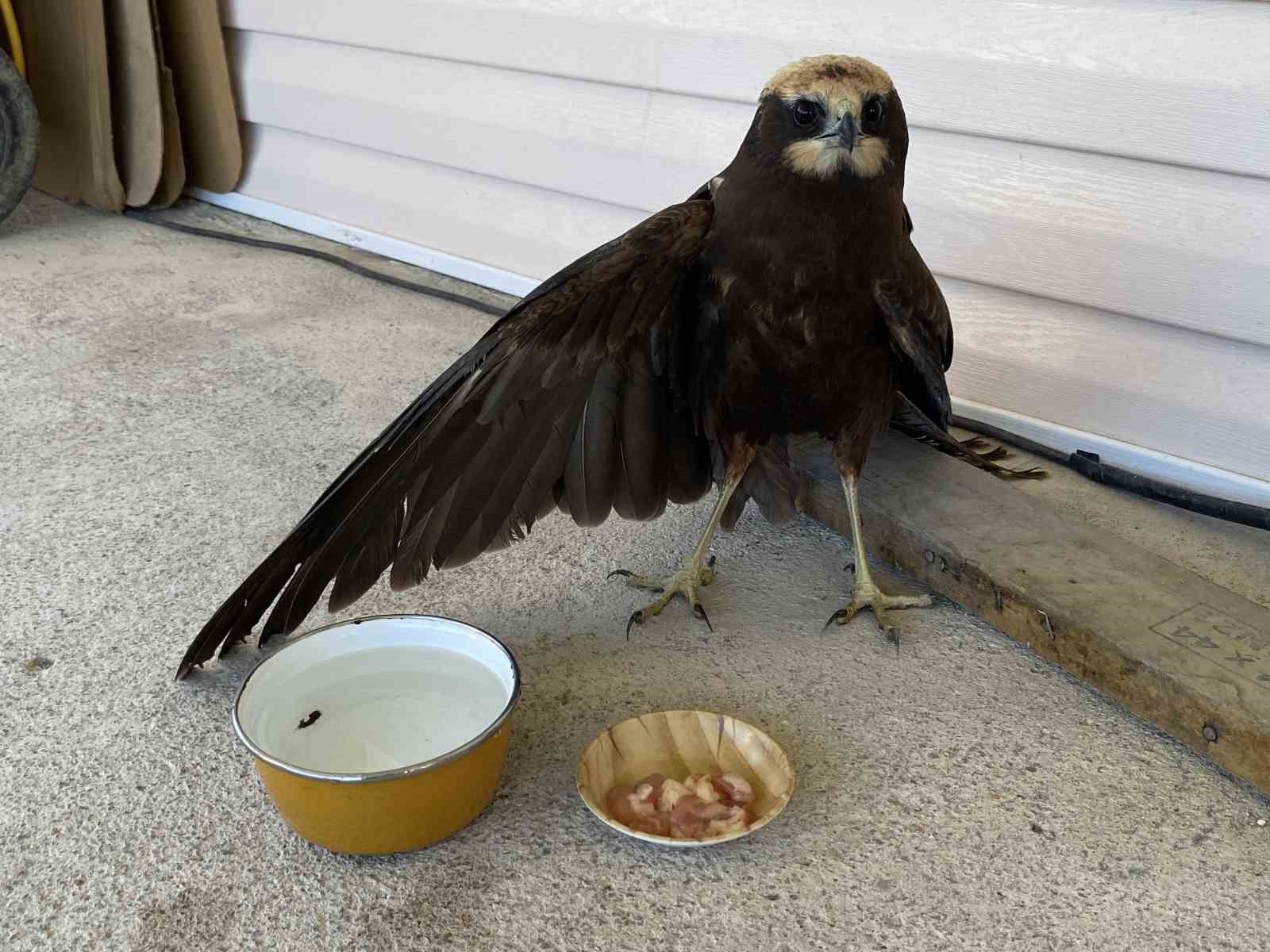 Konya&rsquo;da kanadı kırık kartal bah&ccedil;eye d&uuml;şt&uuml;
