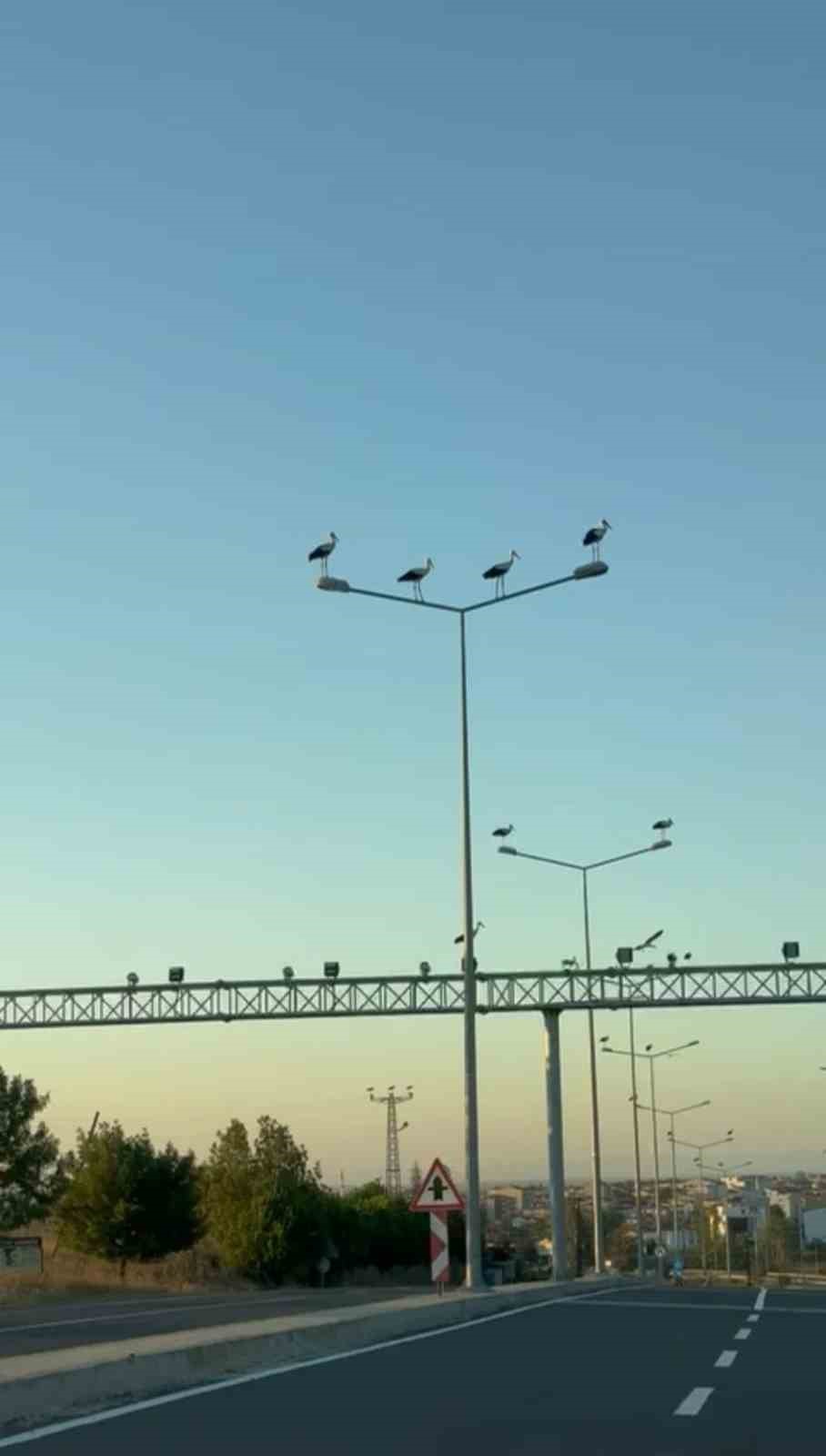 Leyleklerin erken g&ouml;&ccedil;&uuml; g&ouml;rsel ş&ouml;len oluşturdu
