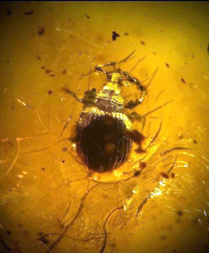 90 milyon yıllık taşlar Bitlis&rsquo;te
