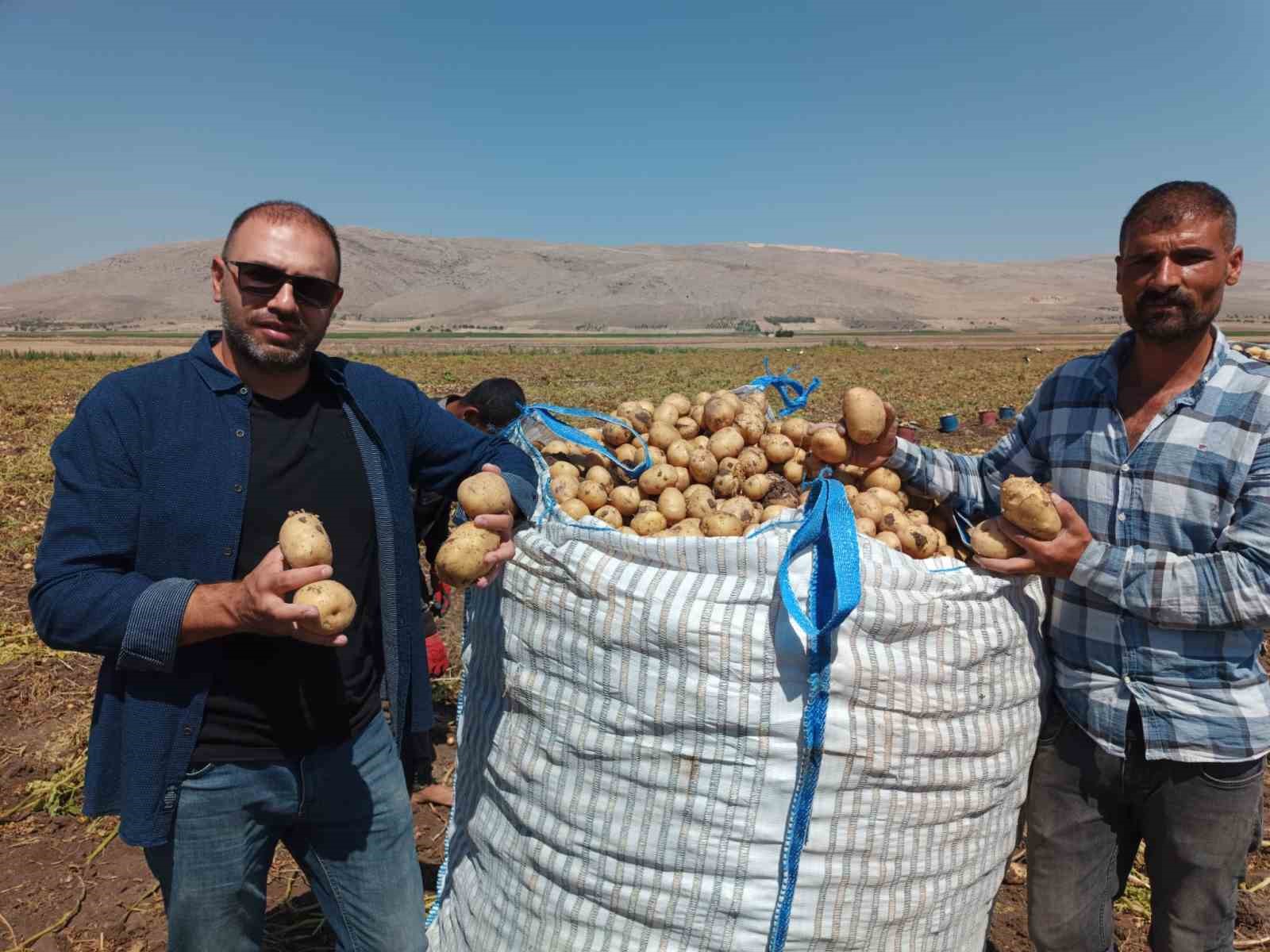 Kışlık ’agria’ cinci patateste hasat başladı