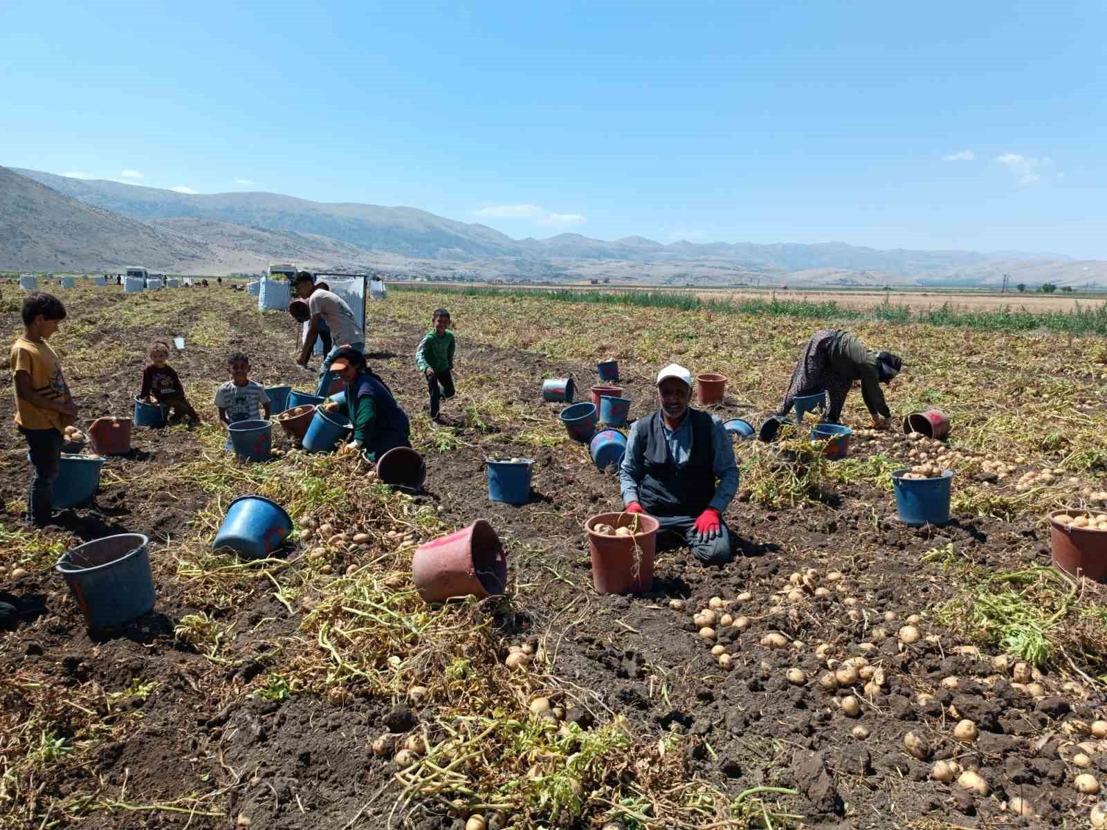 Kışlık ’agria’ cinci patateste hasat başladı
