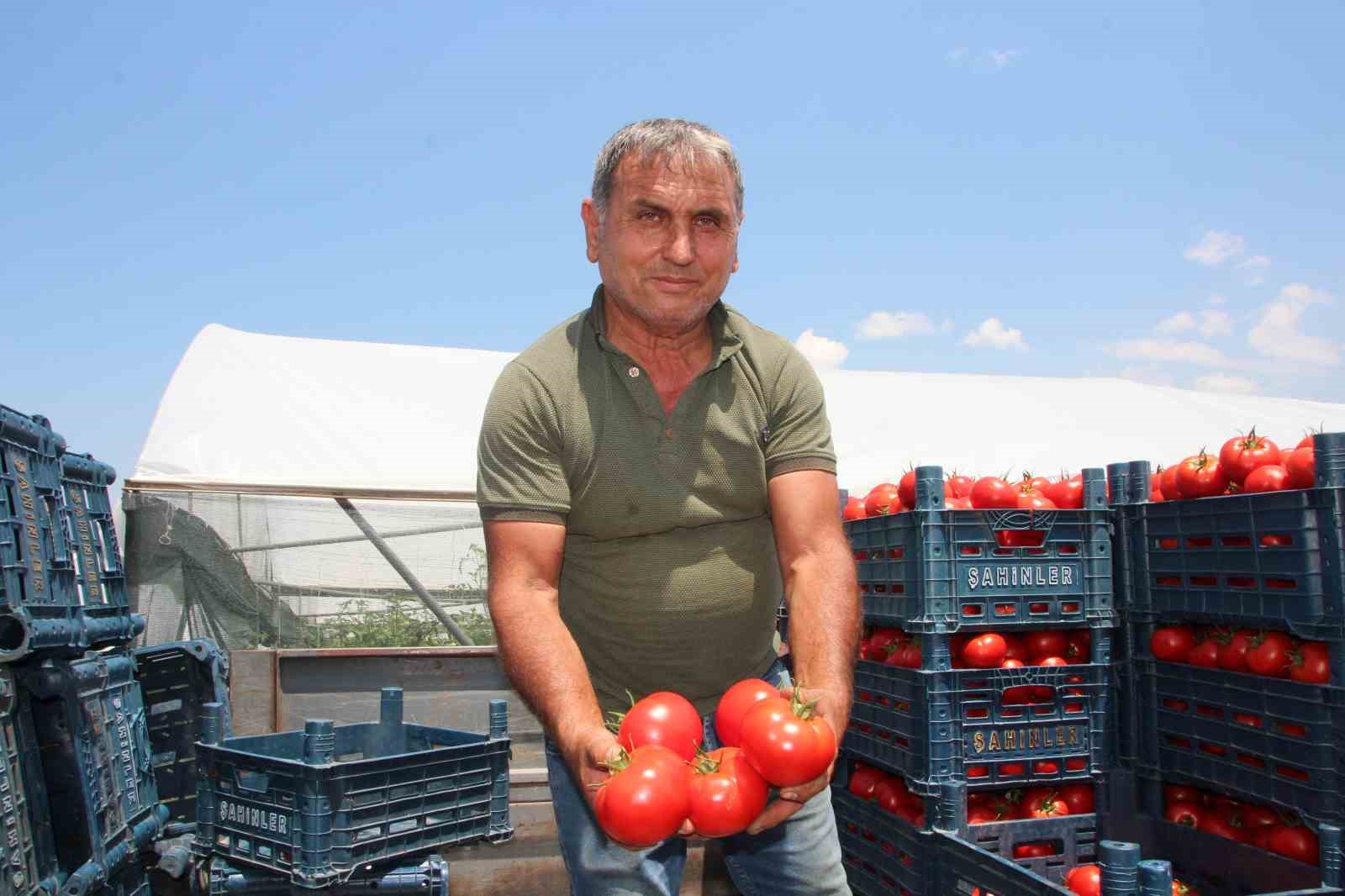 Bilecik&rsquo;te &ccedil;ift&ccedil;i pembe domates fiyatından memnun değil
