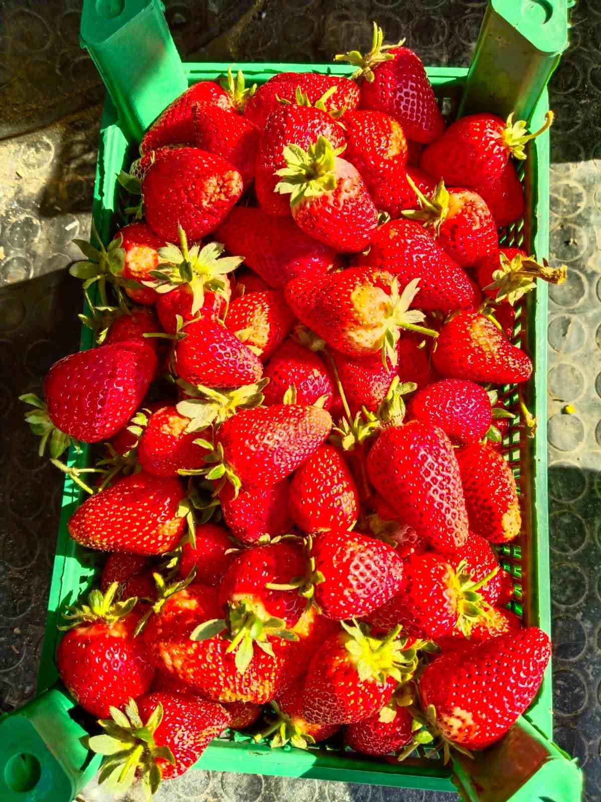 Erzincan&rsquo;da ikinci &ccedil;ilek hasadı başladı
