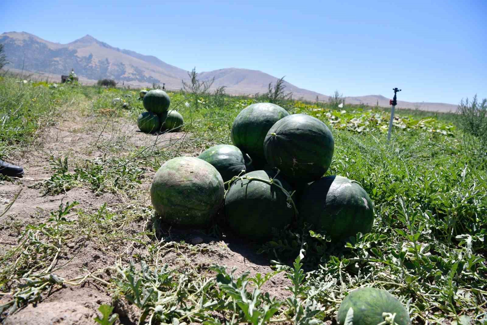 Karaman’da karpuz hasadı başladı
