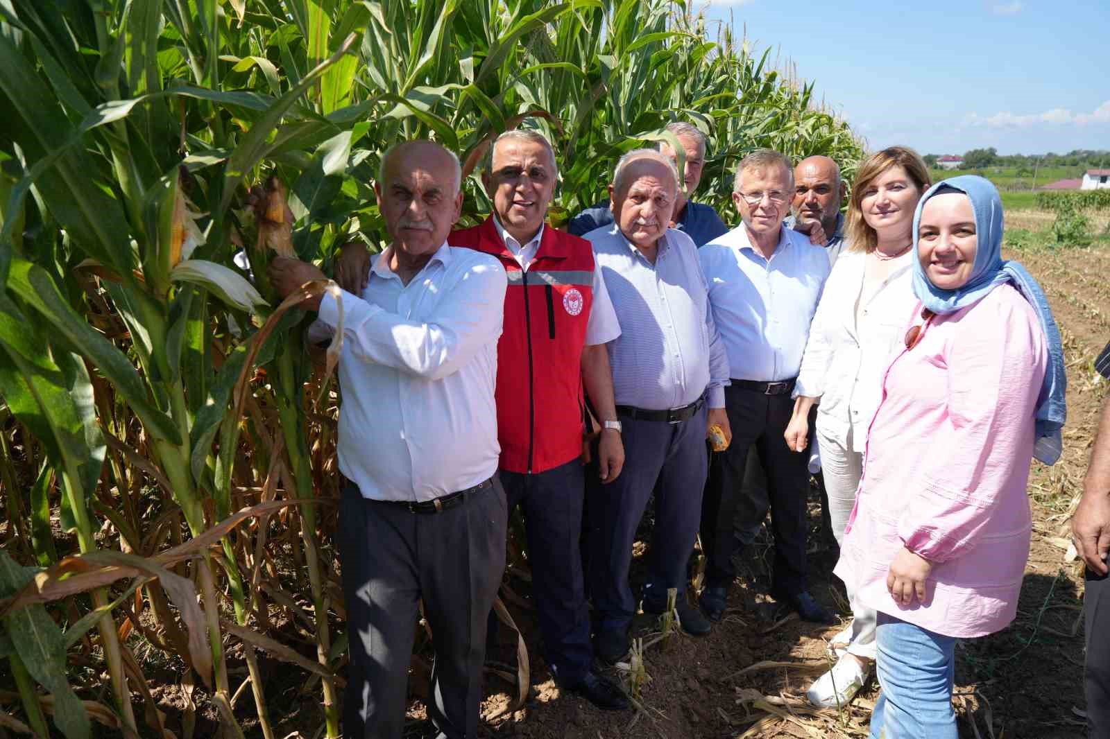 Bafra Ovası&rsquo;nda 80 bin dekar alanda silajlık mısır hasadı başladı

