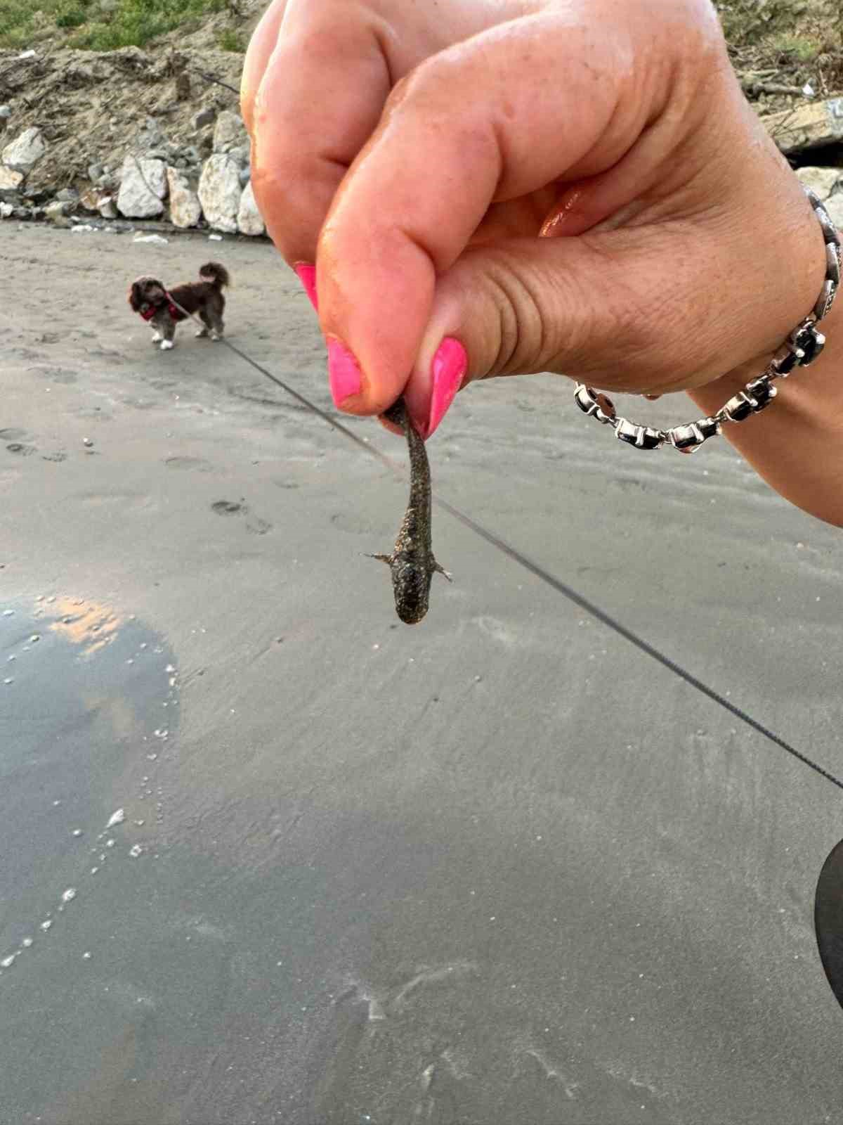 Zehirli dikenli &ccedil;izgili kedi balığı Adana&rsquo;da g&ouml;r&uuml;ld&uuml;
