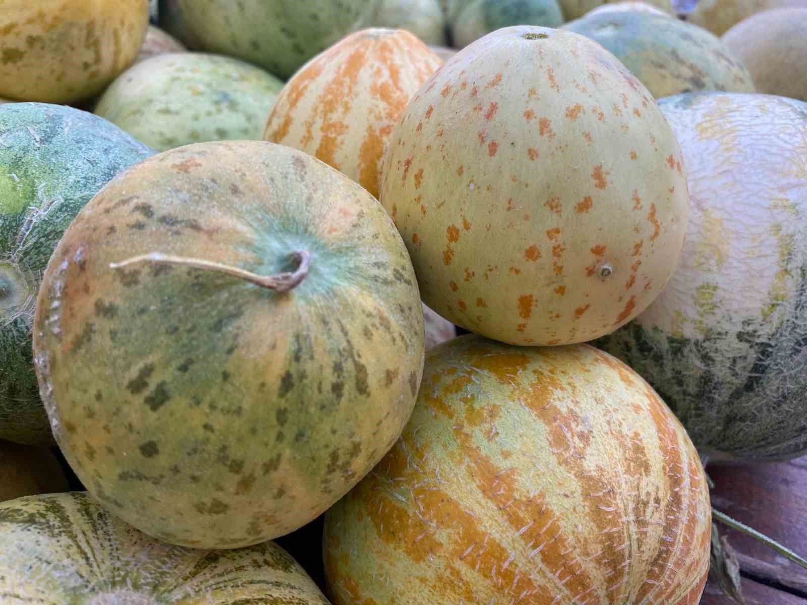 Elazığ&rsquo;da susuz yetişen Kultik kavunu tezgahlarda
