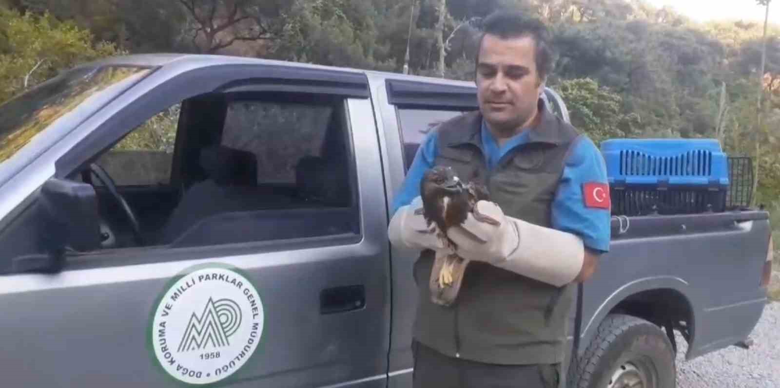 Yaralı bulunan &ccedil;akır kuşları tedavileri sonrasında Kazdağları&rsquo;na bırakıldı

