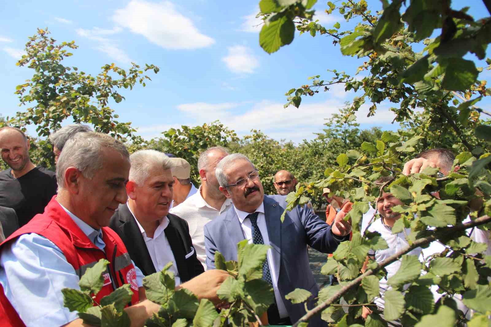 Samsun’da fındık hasadı: 114 bin ton rekolte beklentisi