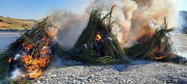 Kırklareli’nde 1 milyon 250 bin kök Hint keneviri ele geçirildi