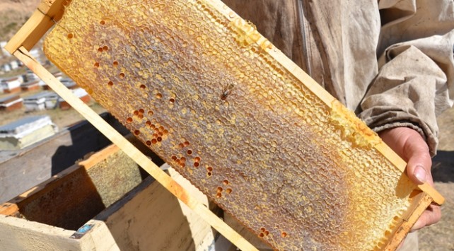 Tercan&rsquo;da arıcıların bal hasadı
