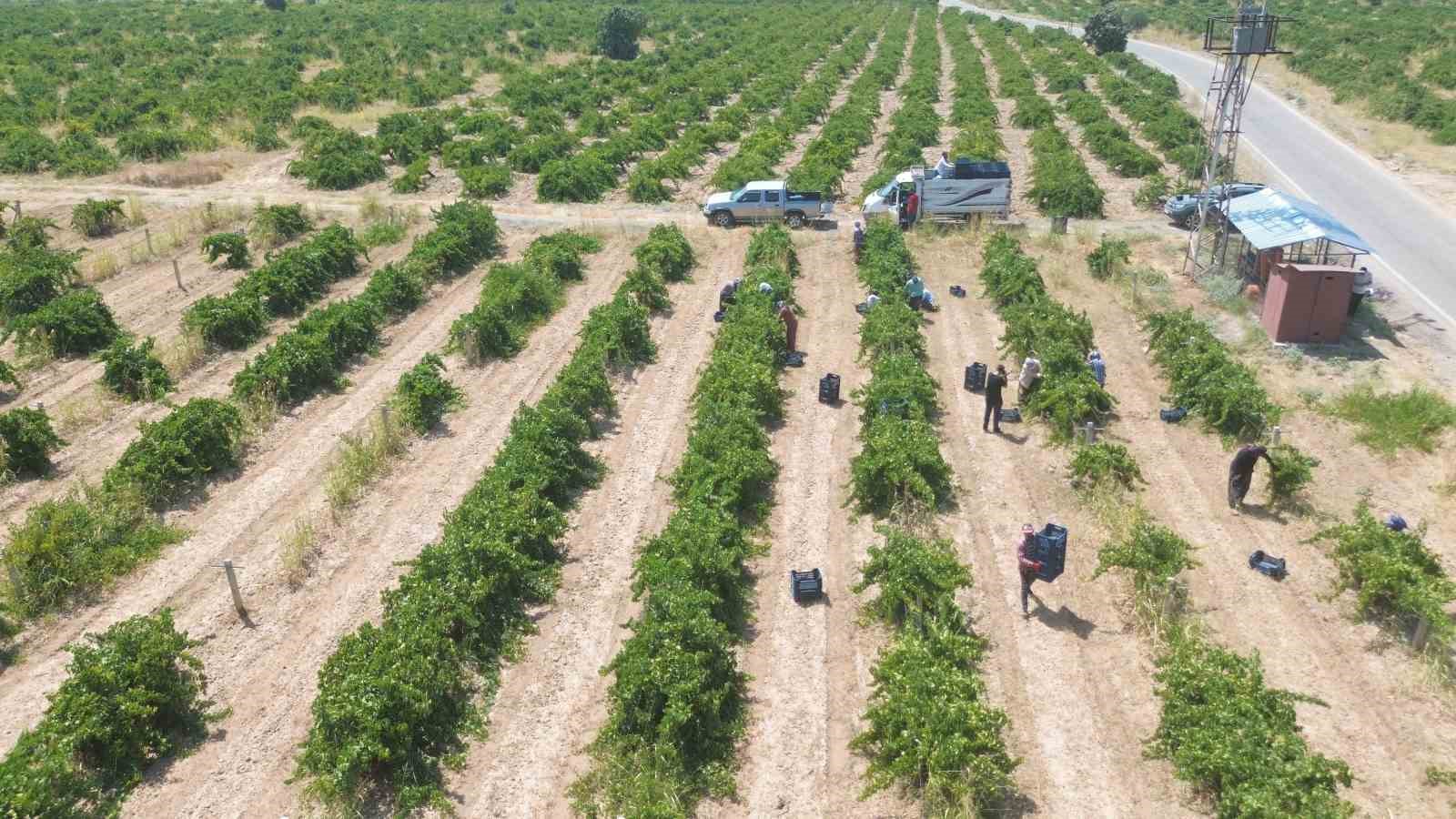 98 bin ton rekoltenin beklendiği Hassa üzümünde hasat vakti
