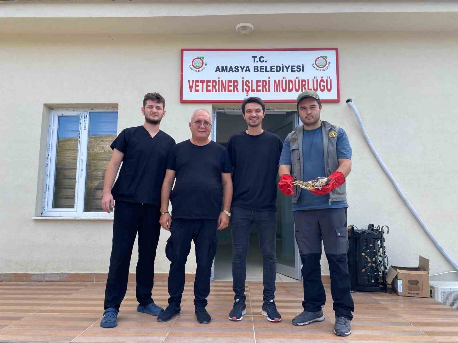 Amasya’da ayakları kırık halde bulunan balaban kuşu koruma altına alındı
