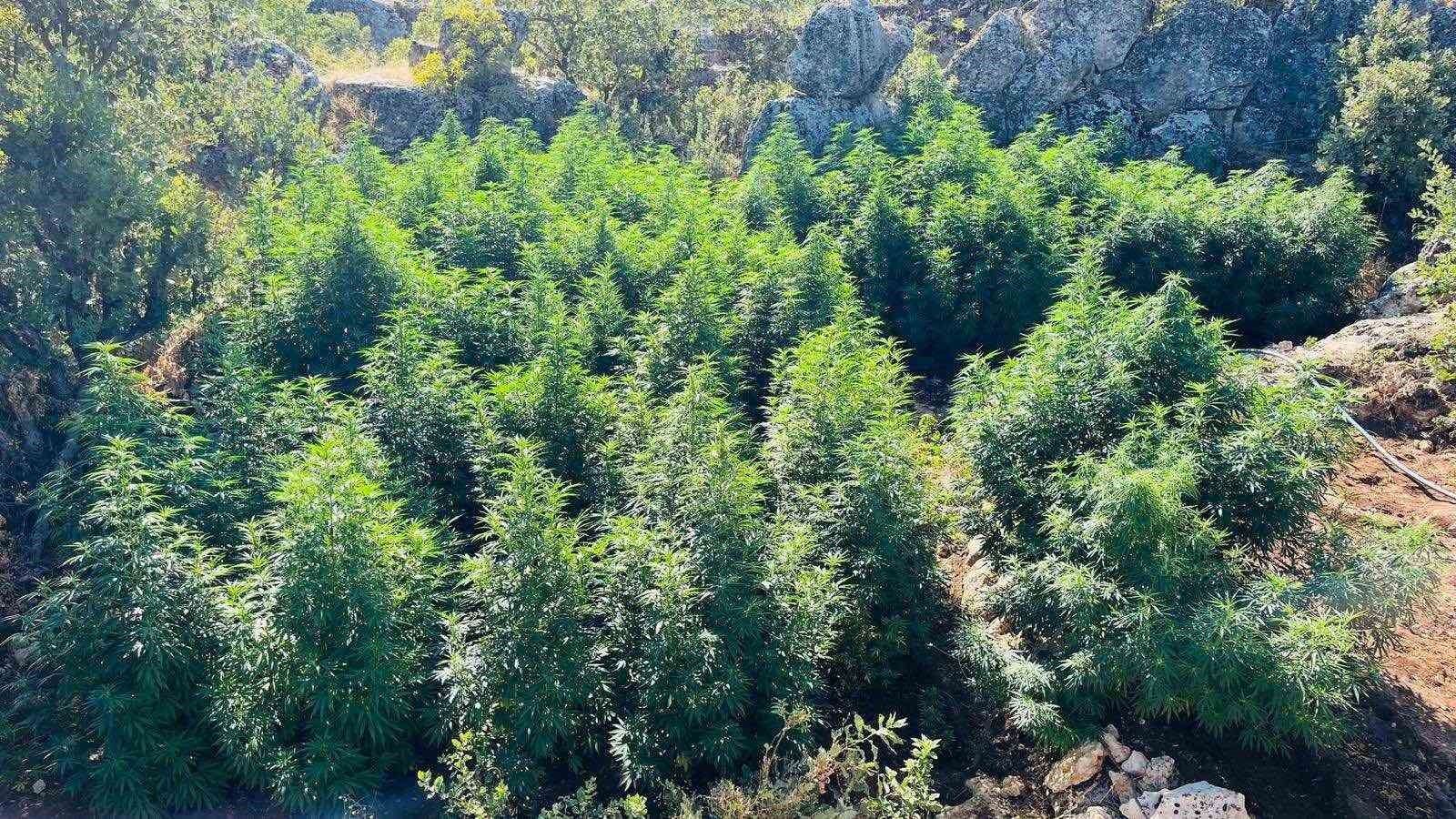 Diyarbakır&rsquo;da 1 milyon 657 bin k&ouml;k kenevir ve skunk ele ge&ccedil;irildi: 2 g&ouml;zaltı
