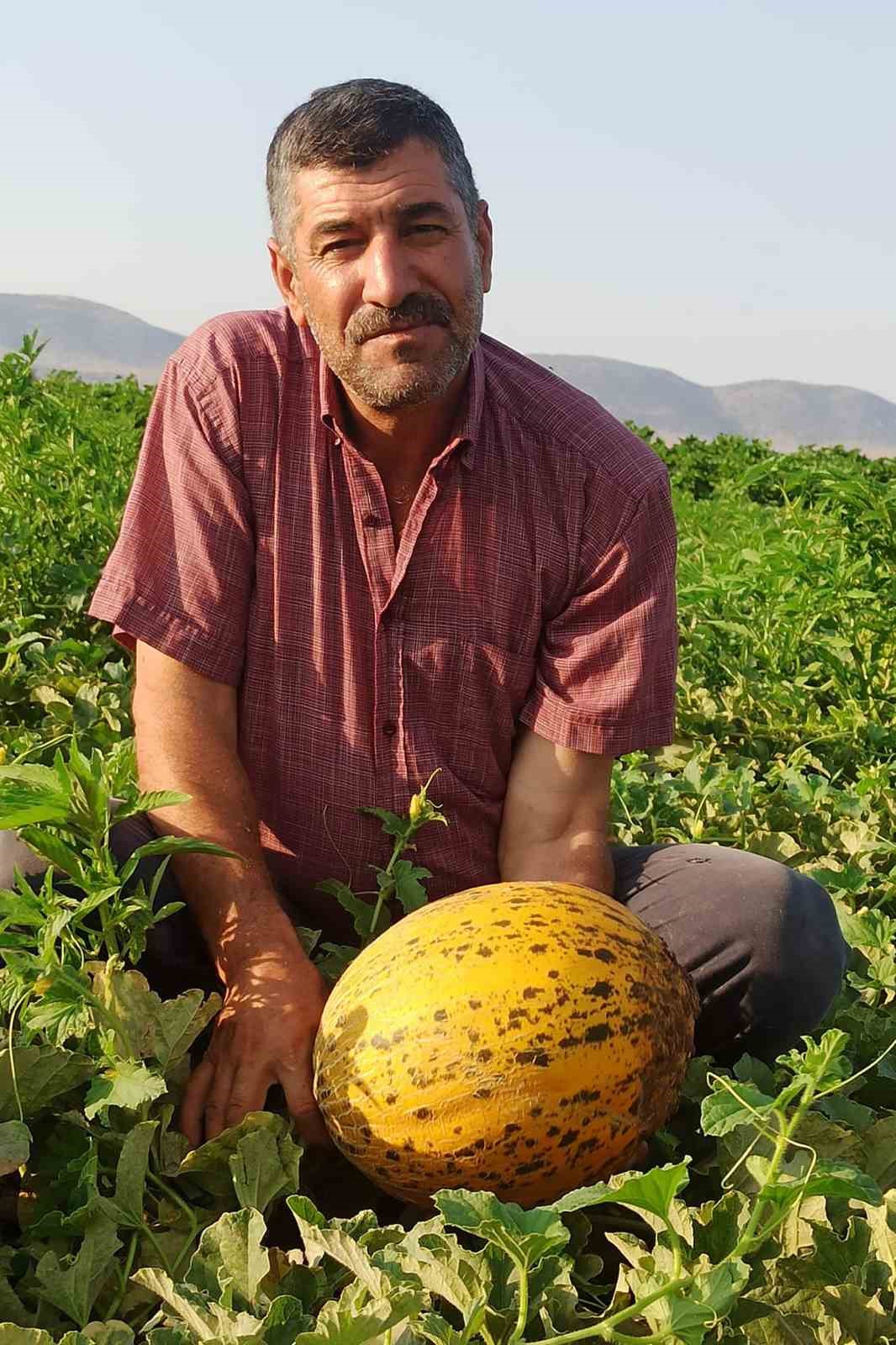 Araban&rsquo;da kavun hasadı başladı
