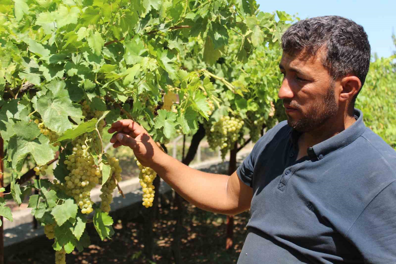 Siirt'te üzüm hasadı başladı İhlas Haber Ajansı