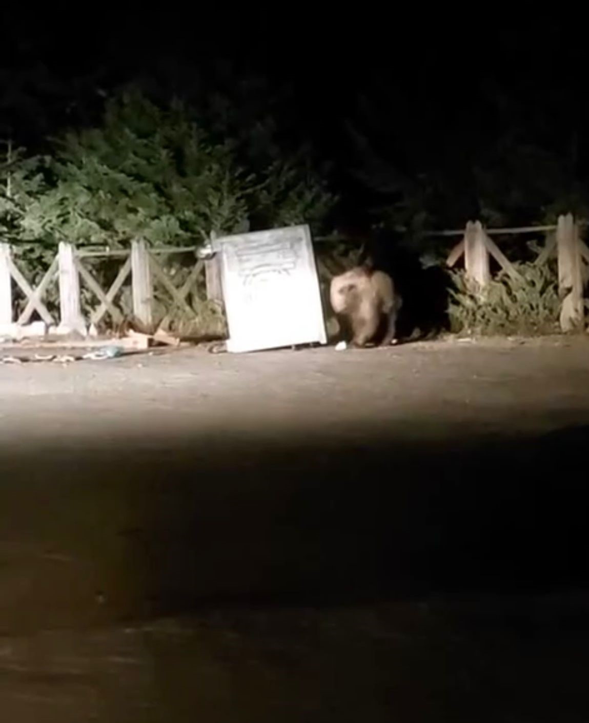 Uludağ’da yemek arayan aç ayı konteyneri devirdi