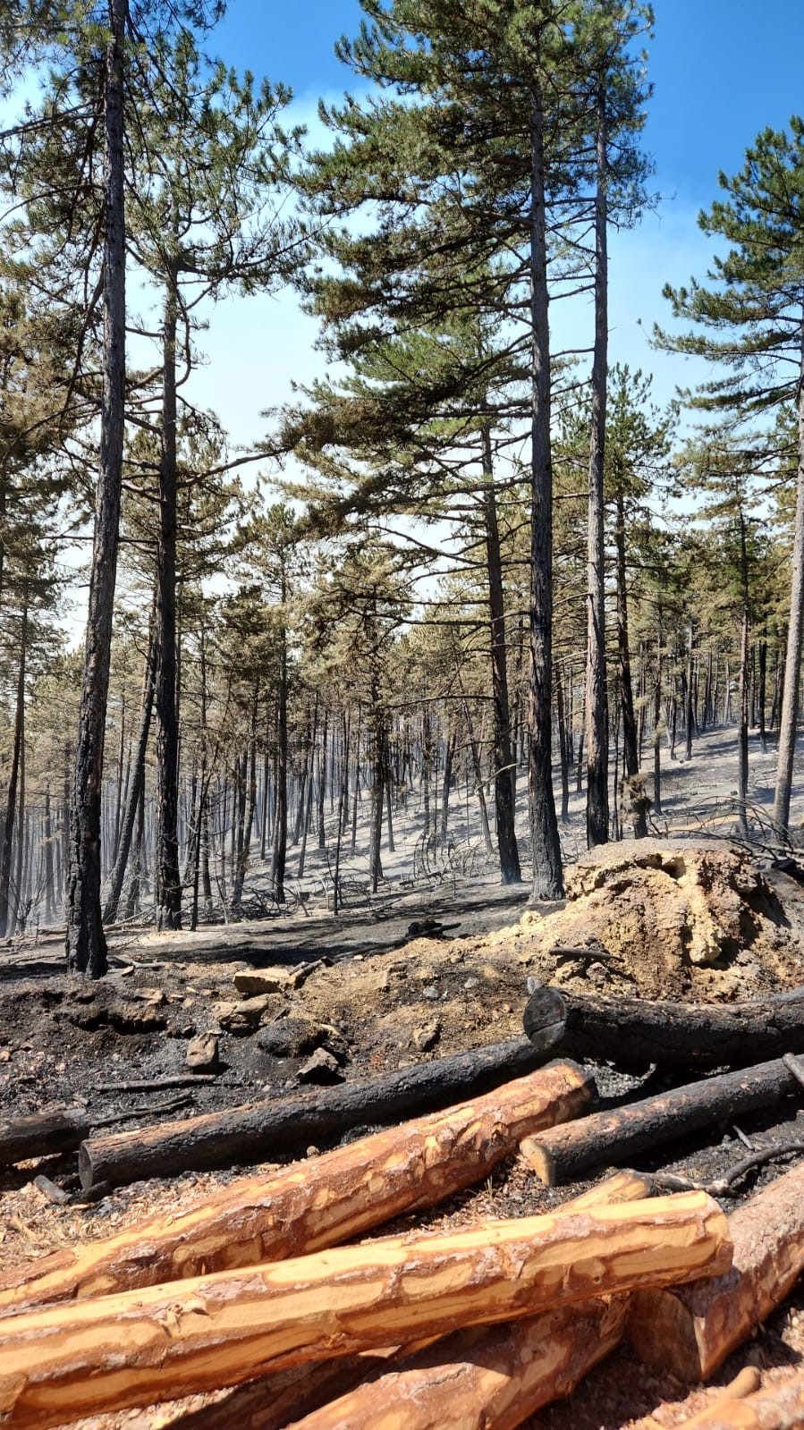 Orman yangınını s&ouml;nd&uuml;rme &ccedil;alışmaları 22 saattir s&uuml;r&uuml;yor
