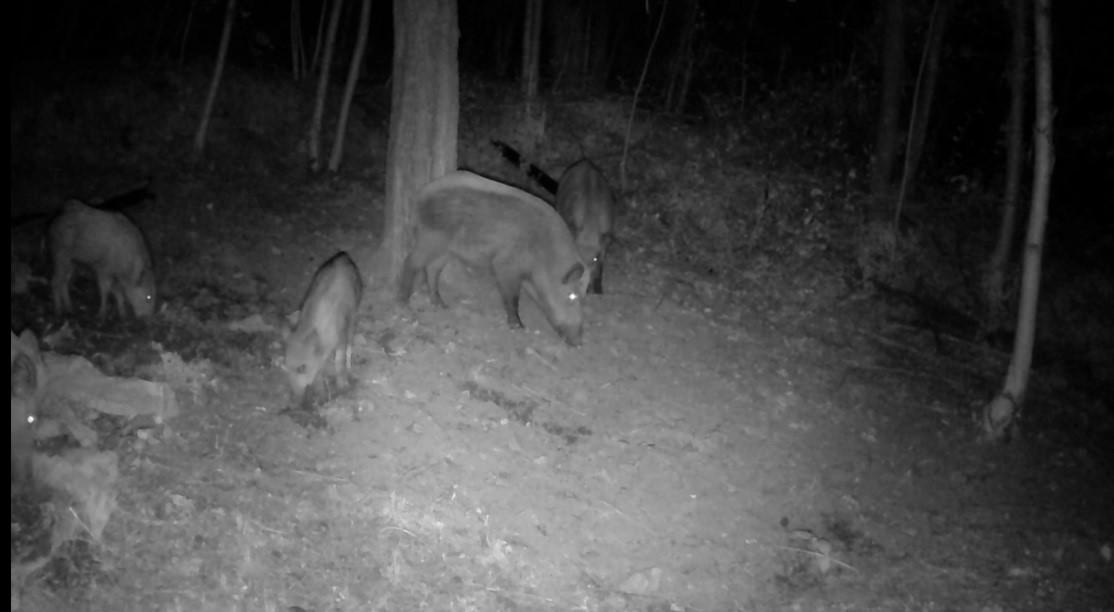 Domuz sürüsü fotokapanla görüntülendi
