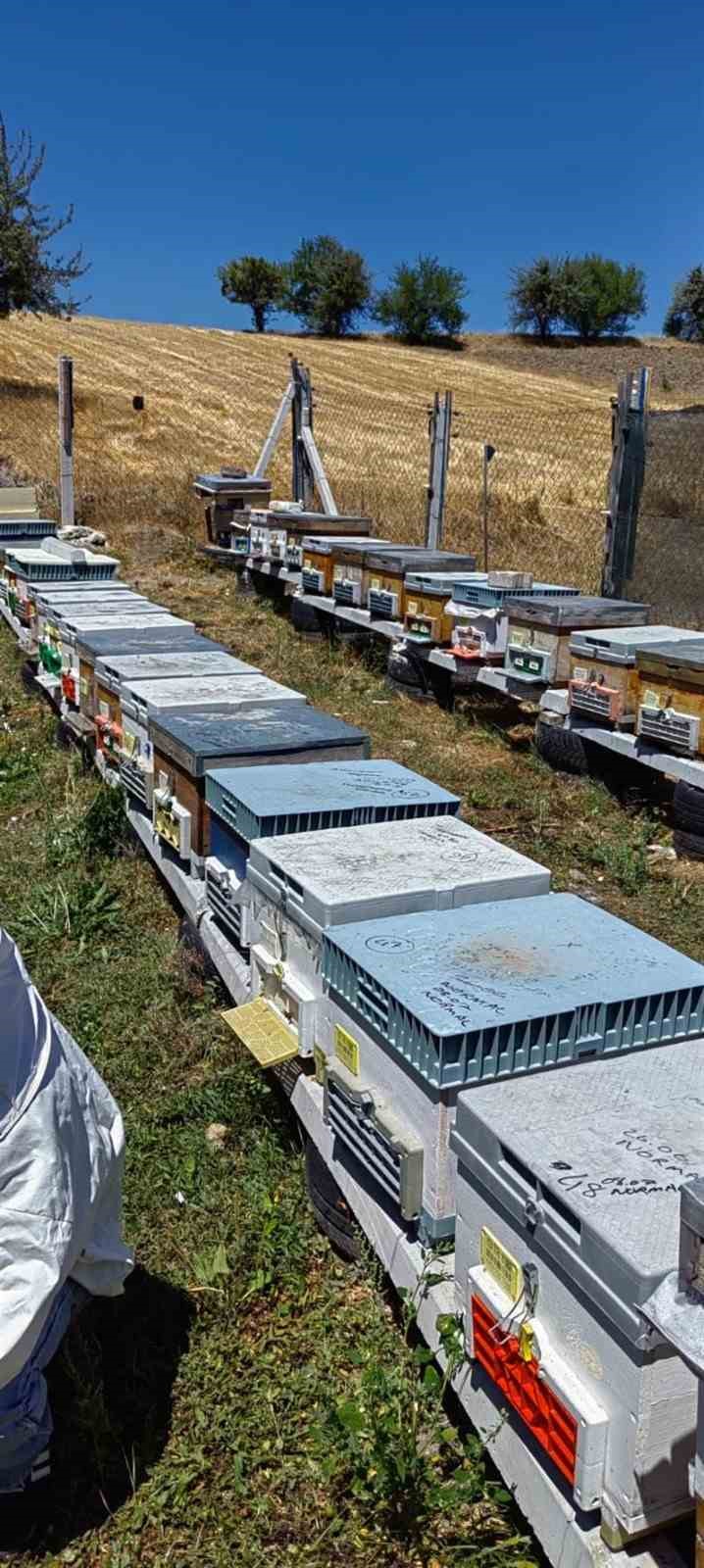 Bilecik&rsquo;te bal &uuml;retimi 88 tondan 221 tona &ccedil;ıktı
