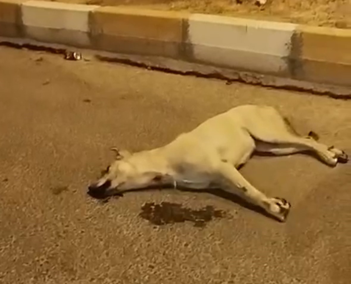 Mardin’de sokak köpekleri başka bir köpeği telef etti
